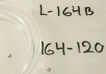 Prl) Sekonic L-164 B Marine Meter Ii Underwater Photography Photopair. Fixed Price $29.14.
