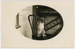C1910 Pet Dog "foxy" Oval Portrait Kruxo Rppc Unused Vintage Postcard. Fixed Price $17.99.